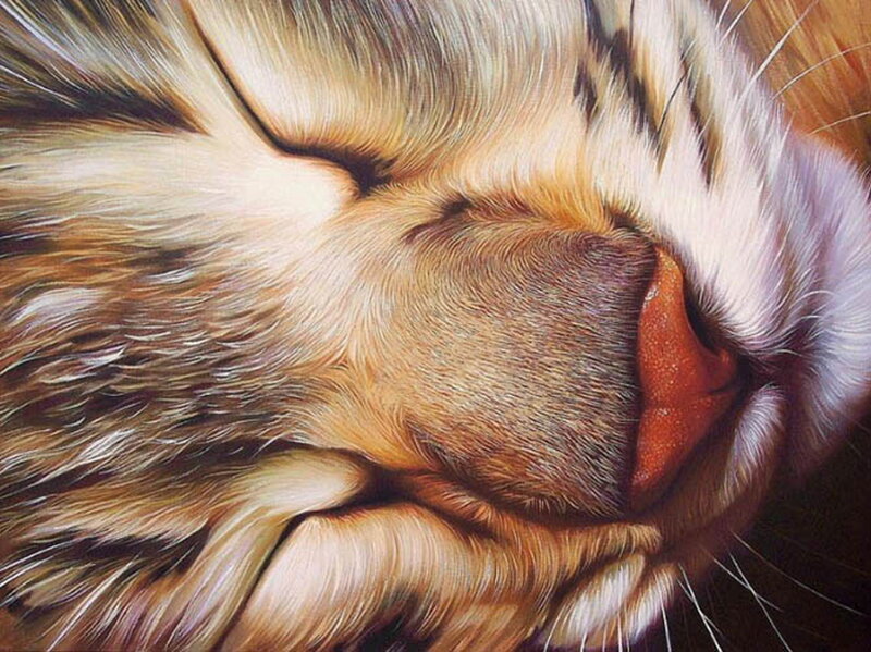 Tiger's Nose Close-up