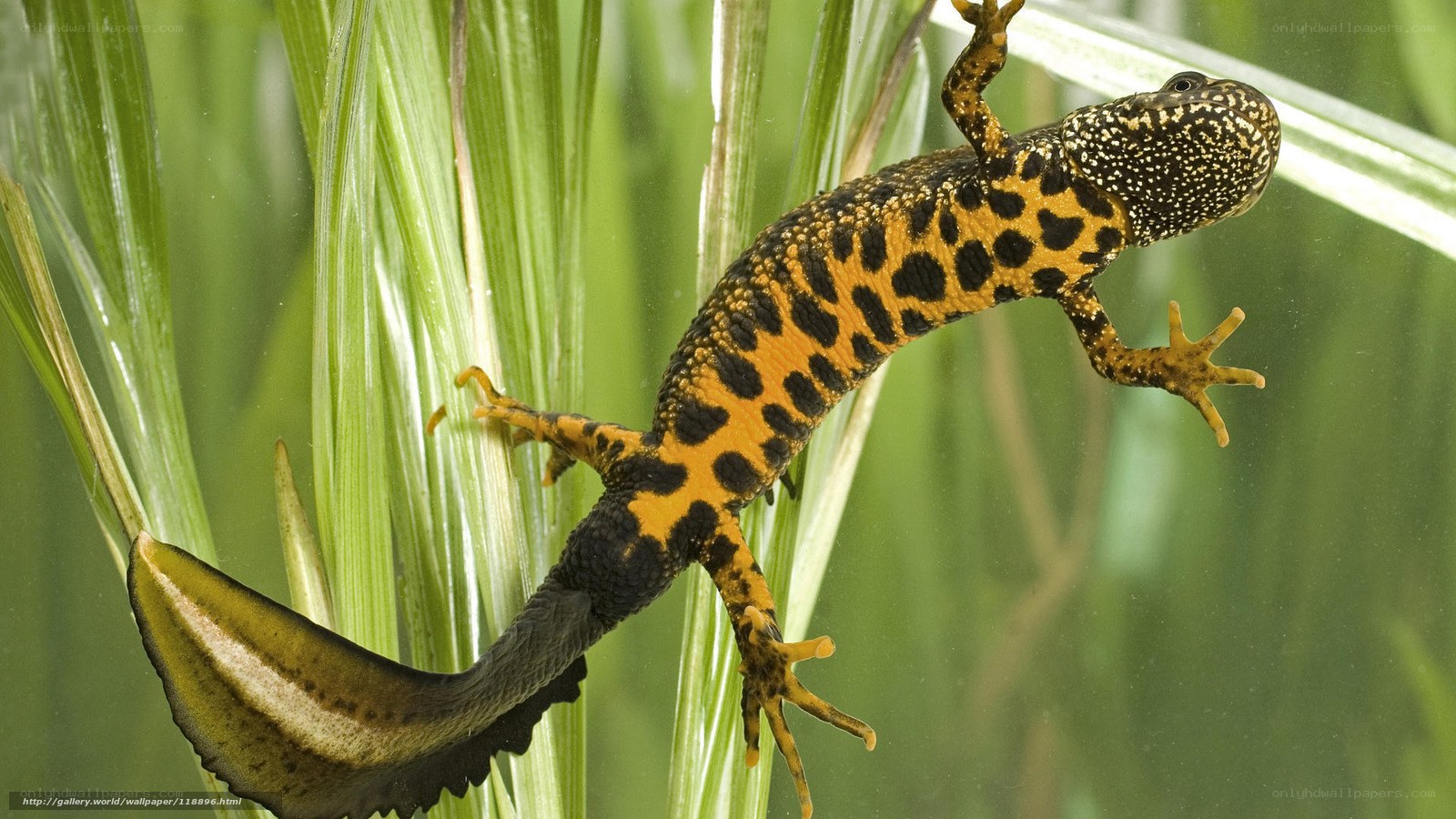 tiger salamander in water