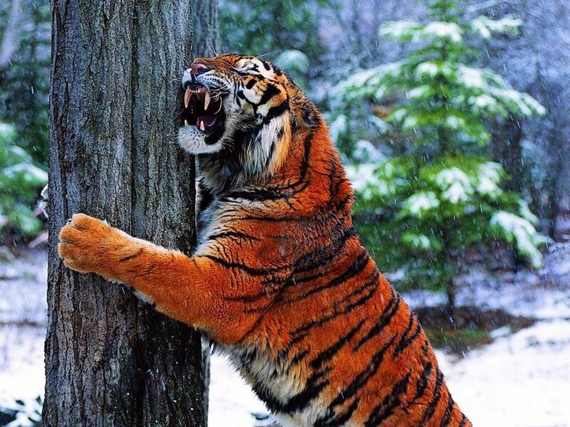 Tiger Scratching Tree — Orange, Dramatic