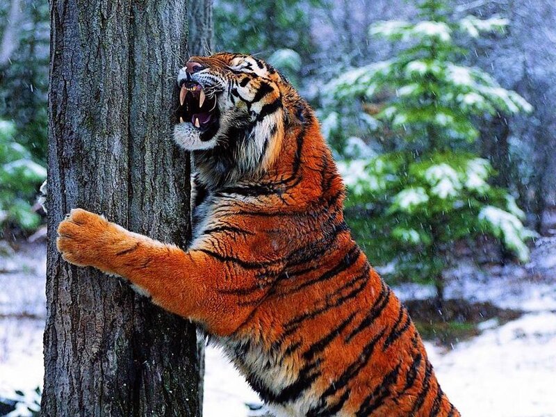 Tiger Scratching Tree
