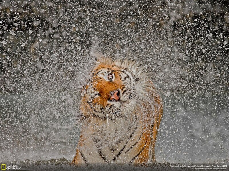 Tiger shaking off water