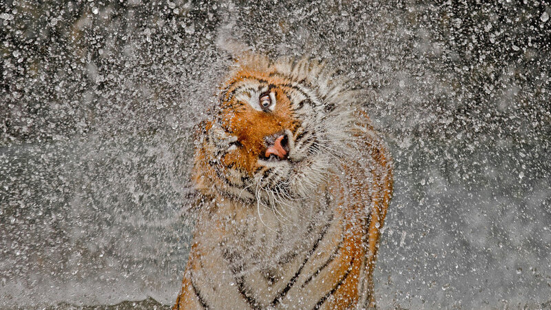 Tiger Shaking Water — Orange