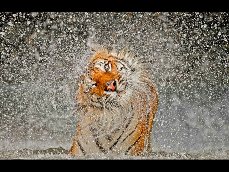 Tiger Shaking Water