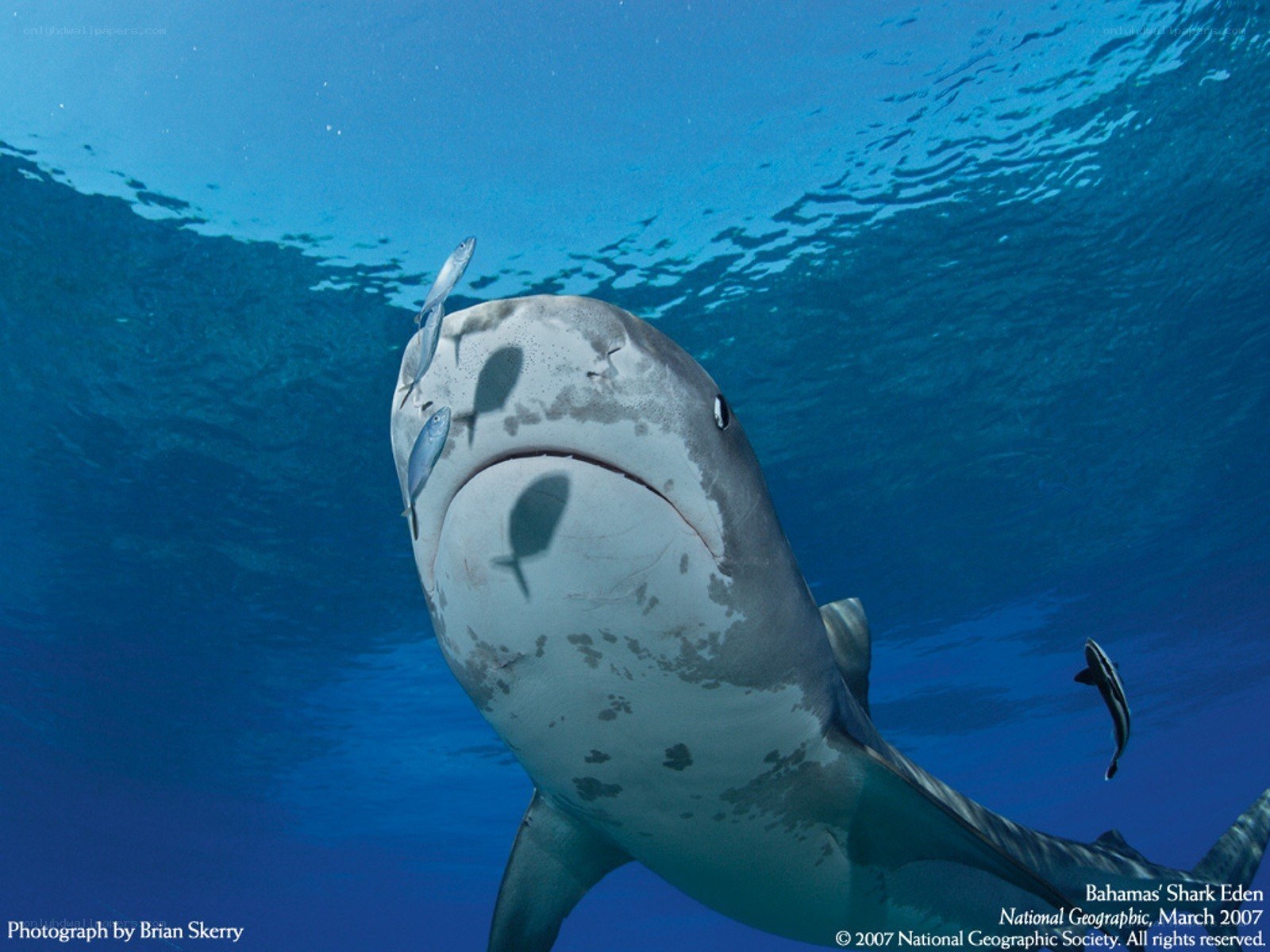 Tiger shark in Bahamas