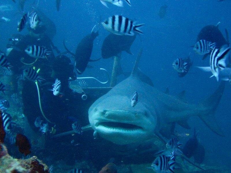 Tiger Shark in Water