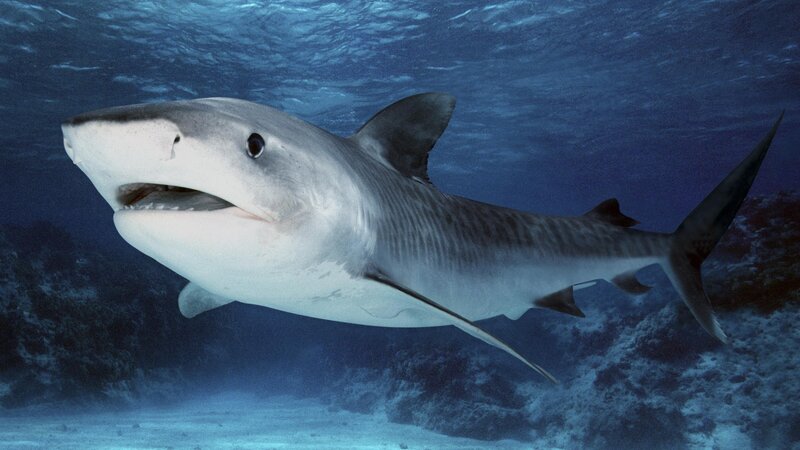 Tiger Shark Swimming — Blue, Calm