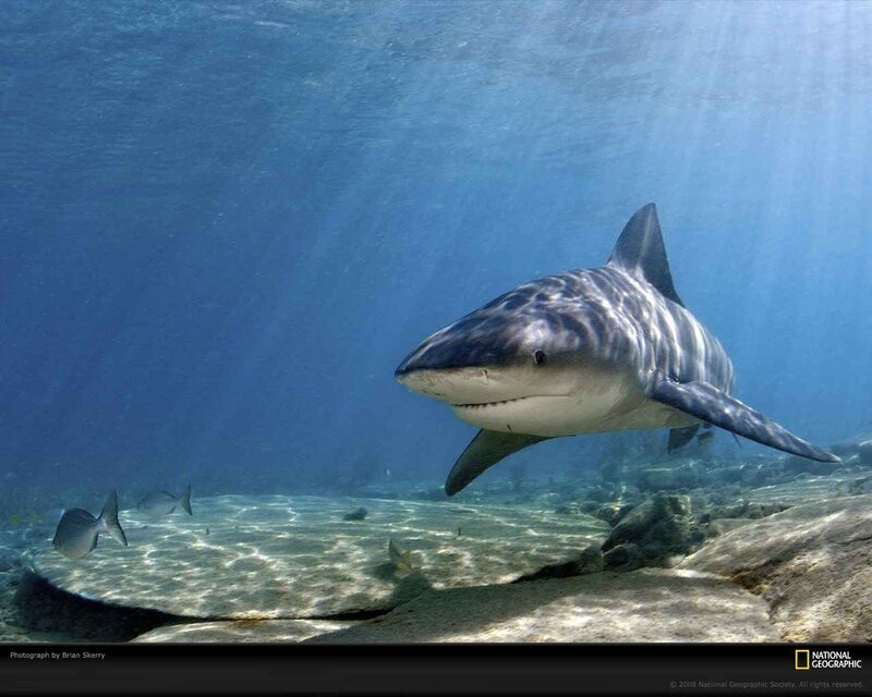 Tiger Shark Swimming — Blue, Serene