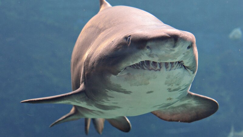 Tiger Shark Swimming — Blue