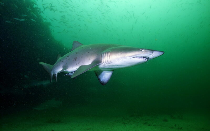 Tiger Shark Swimming — Green