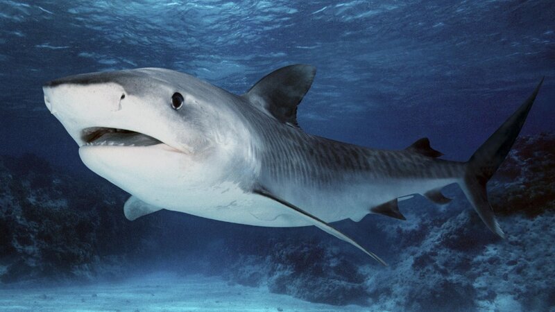 Tiger Shark Swimming