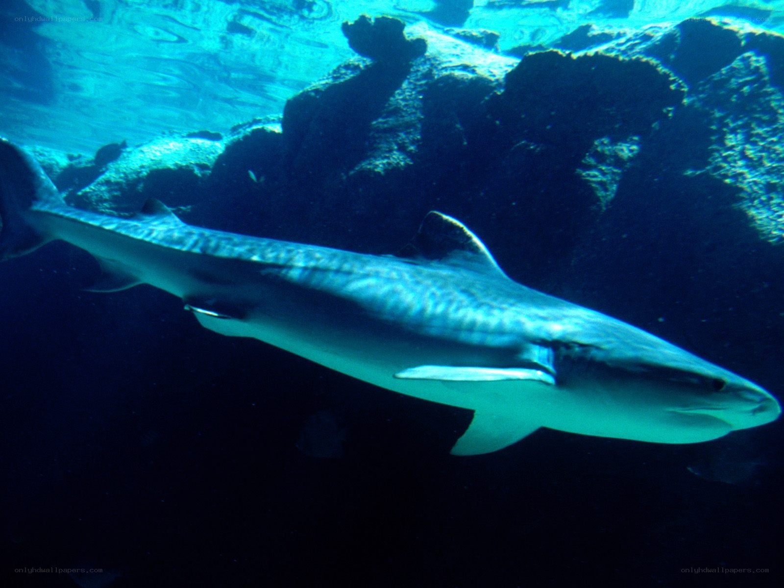 Tiger shark swimming underwater