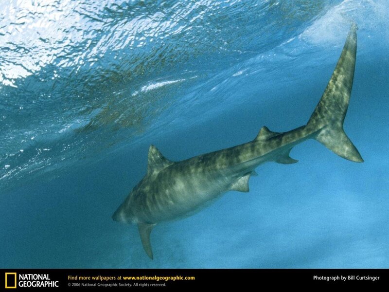 Tiger shark swimming underwater