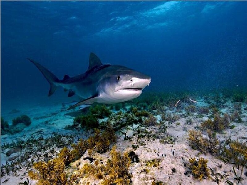 Tiger shark swimming underwater