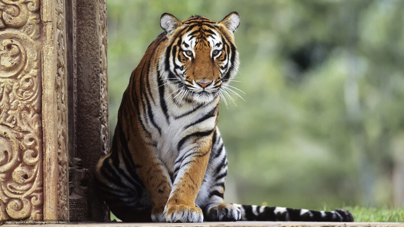 Tiger sitting by a carved pillar