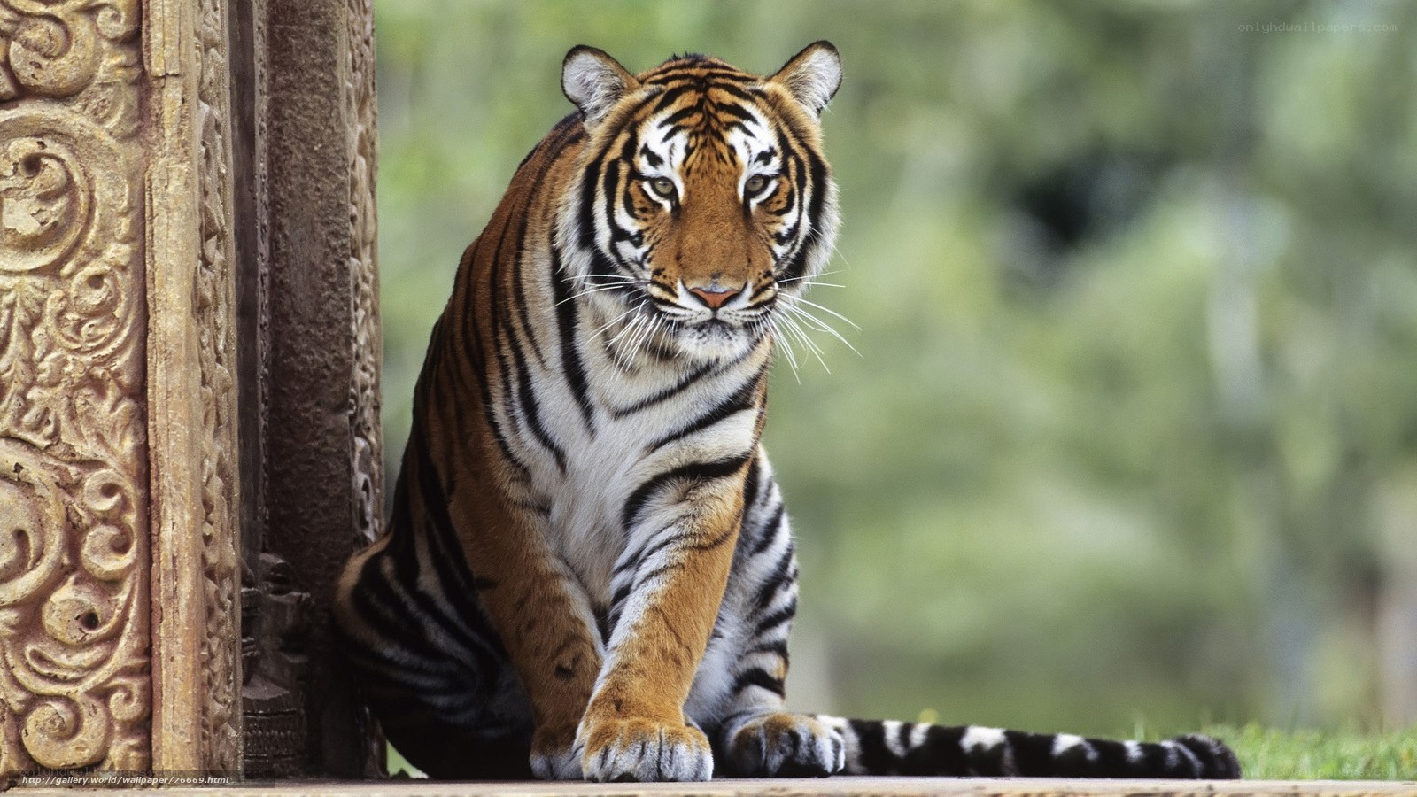 Tiger sitting by a carved pillar
