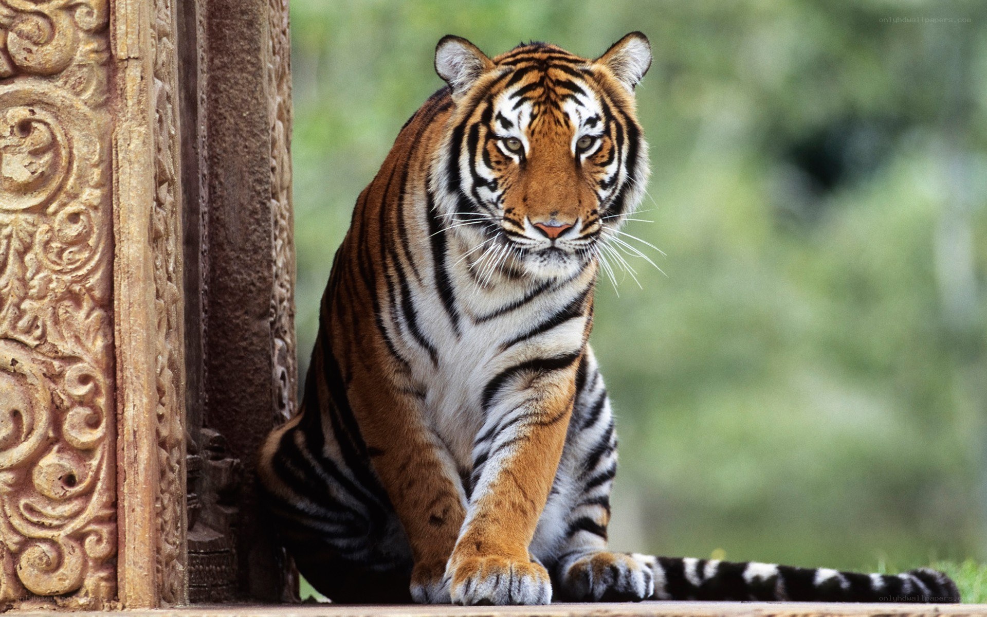 Tiger sitting by ornate pillar