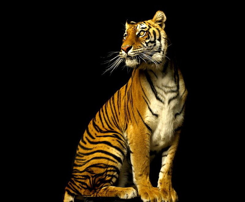 Tiger Sitting in Darkness
