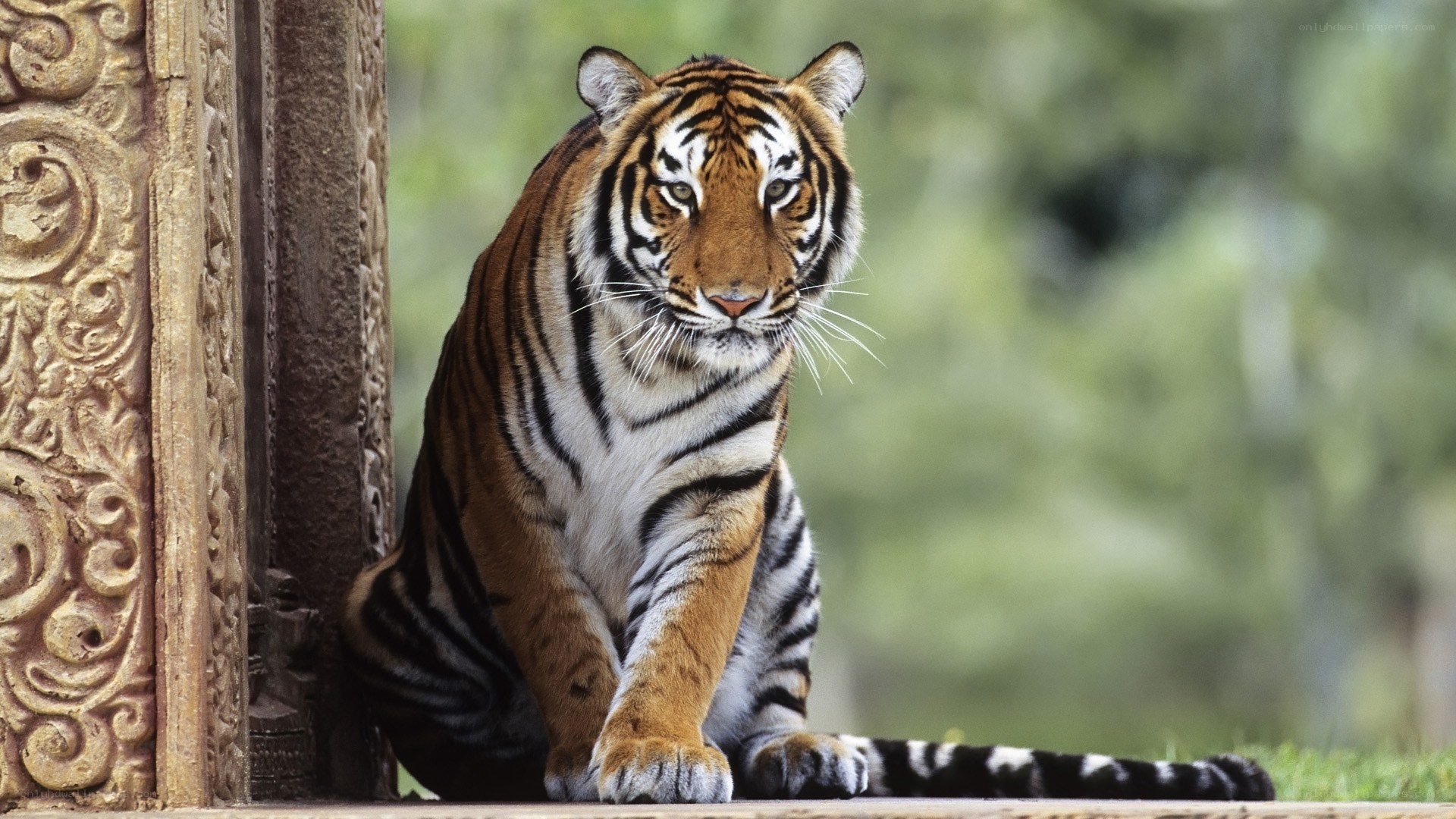 tiger sitting near carved pillar