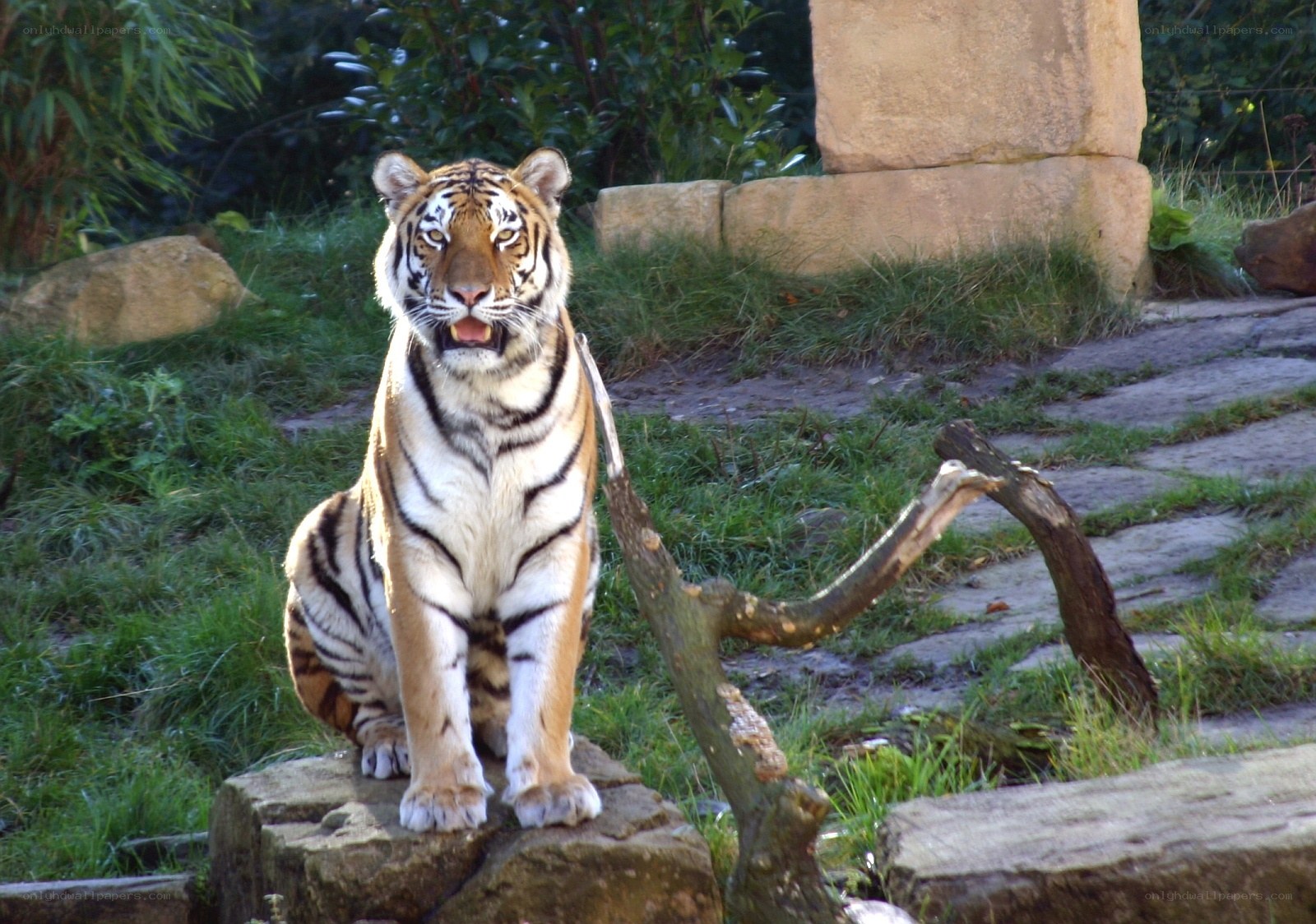 tiger sitting on a rock