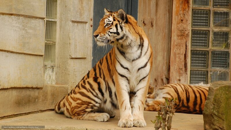 Tiger Sitting on Concrete