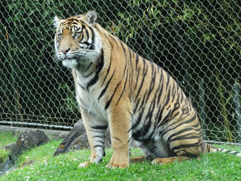 Tiger Sitting on Grass