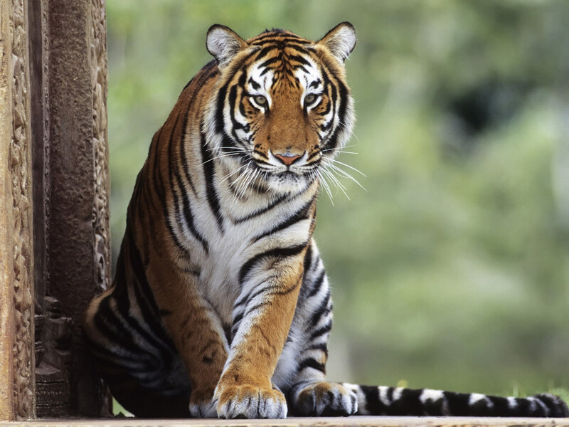Tiger Sitting on Platform