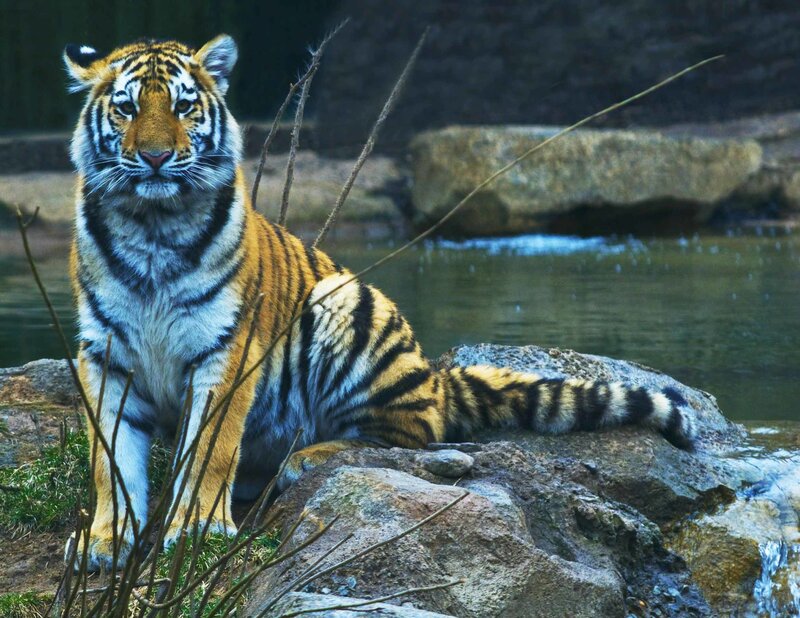 Tiger Sitting on Rock