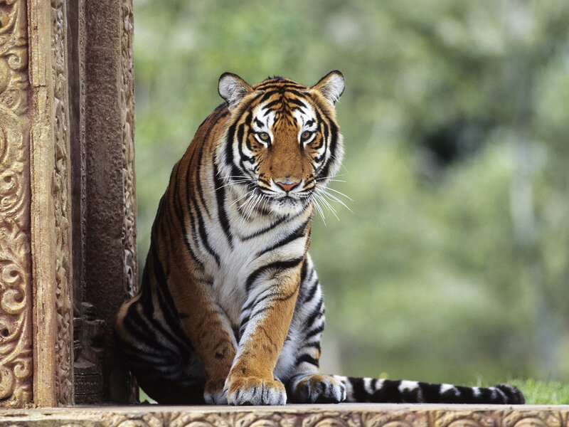 Tiger Sitting on Stone