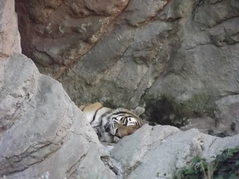 Tiger Sleeping in Rocks