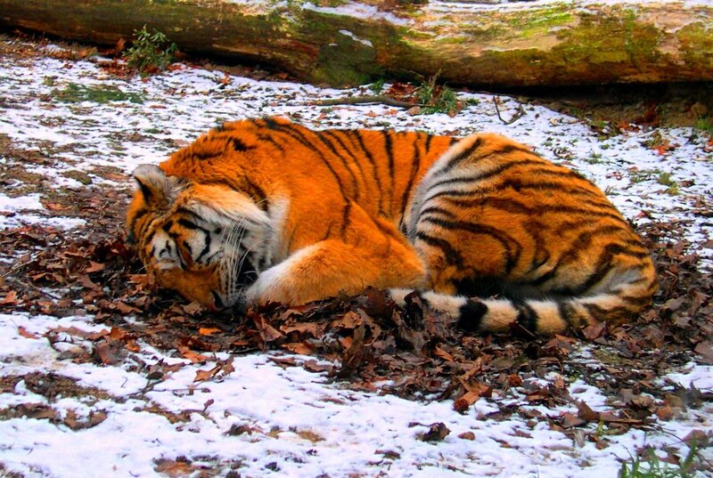 Tiger Sleeping in Snow