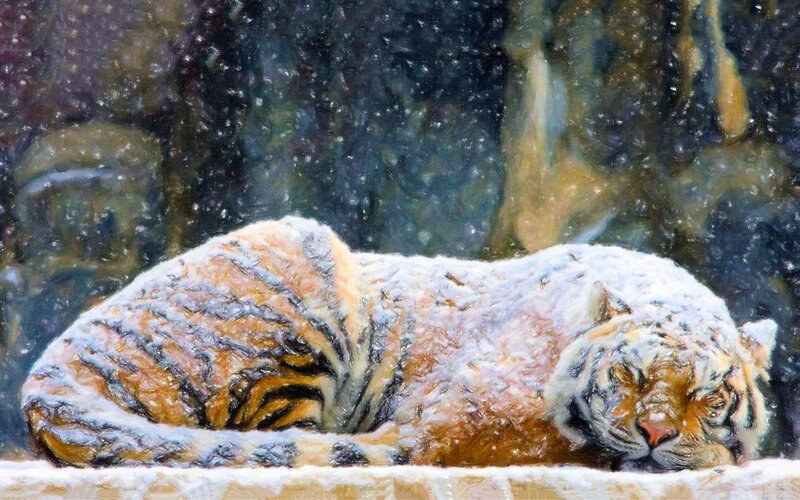 Tiger Sleeping in Snow — White, Calm