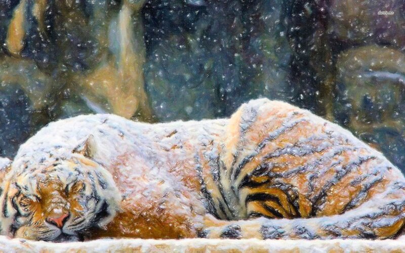 Tiger Sleeping in Snow — White