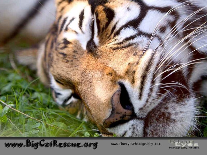 Tiger Sleeping on Grass
