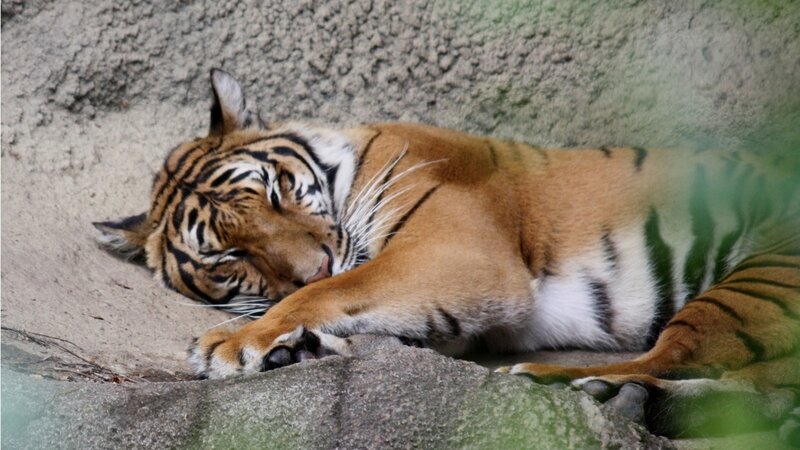 Tiger Sleeping on Ground