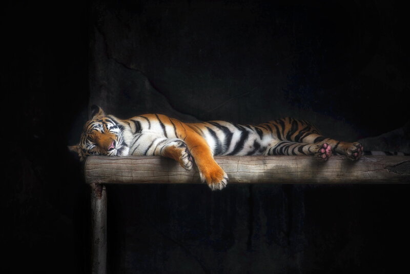 Tiger Sleeping on Log