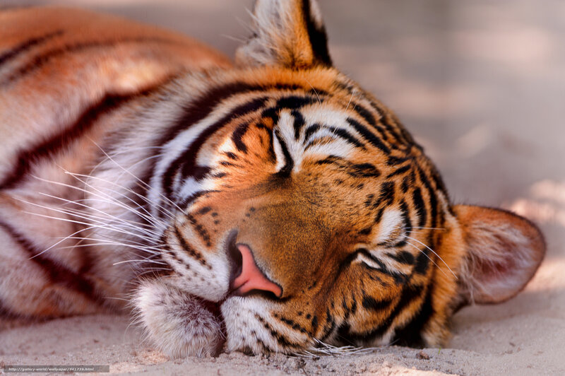 Tiger Sleeping on Sand — Orange, Peaceful, Afternoon