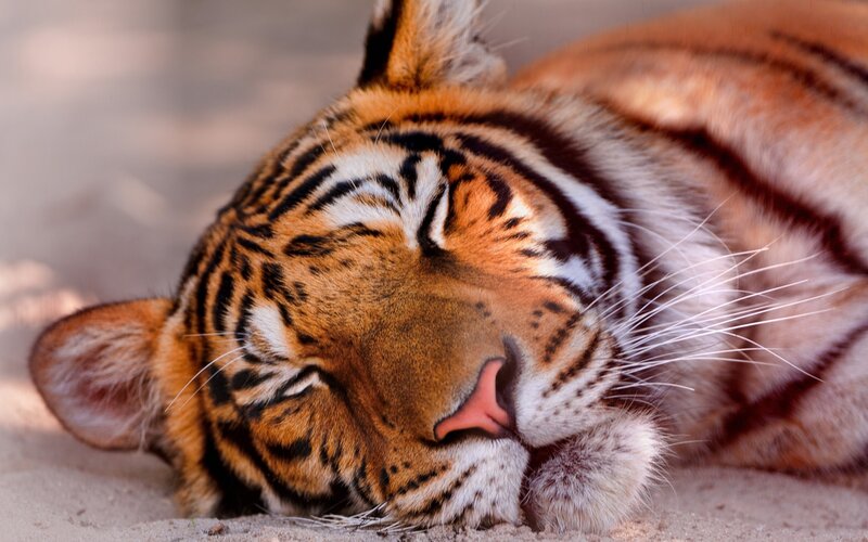 Tiger Sleeping on Sand — Orange, Peaceful