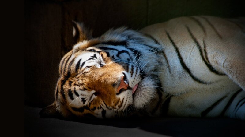 Tiger Sleeping on Side — Orange, Serene