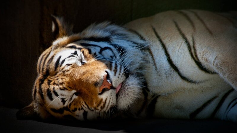 Tiger Sleeping on Side — Orange