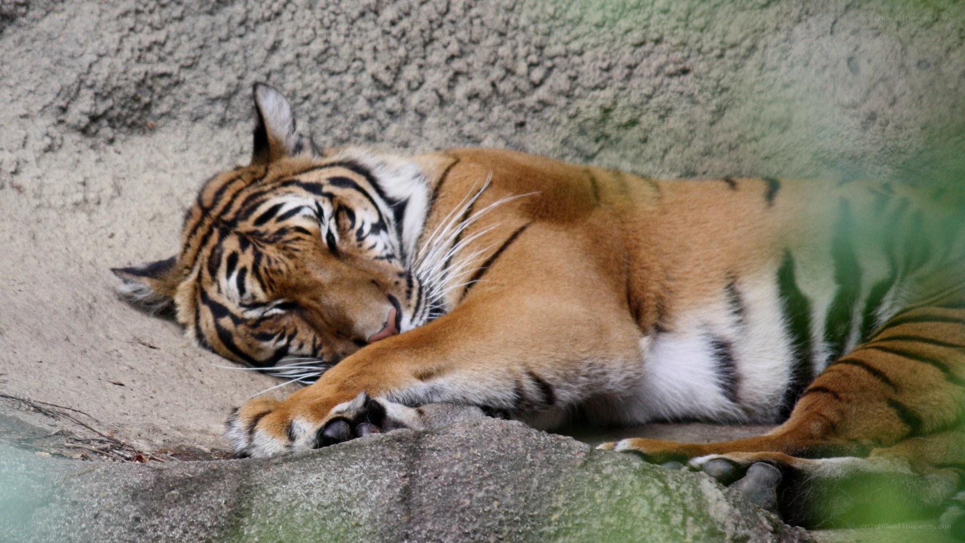 Tiger sleeping on the ground