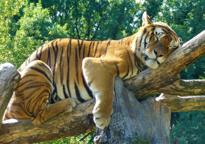 Tiger sleeping on tree branch