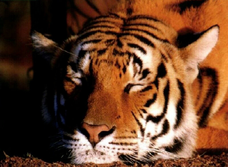 Tiger Sleeping — Orange, Calm, Photograph, Stripes