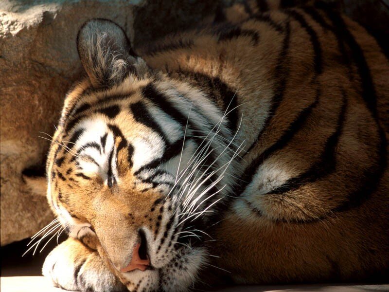 Tiger Sleeping — Orange, Peaceful, Photograph