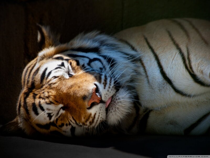 Tiger Sleeping — Orange, Peaceful
