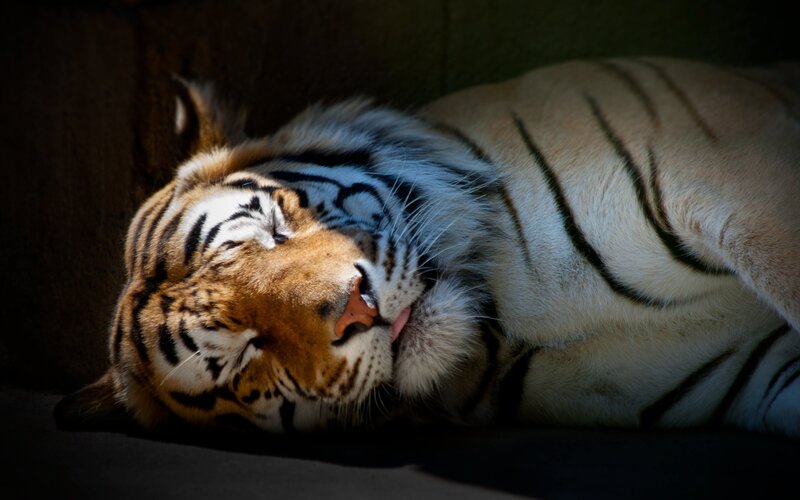 Tiger Sleeping — Orange, Serene