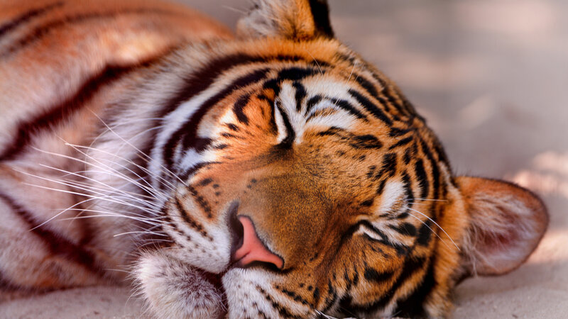 Tiger Sleeping — Orange