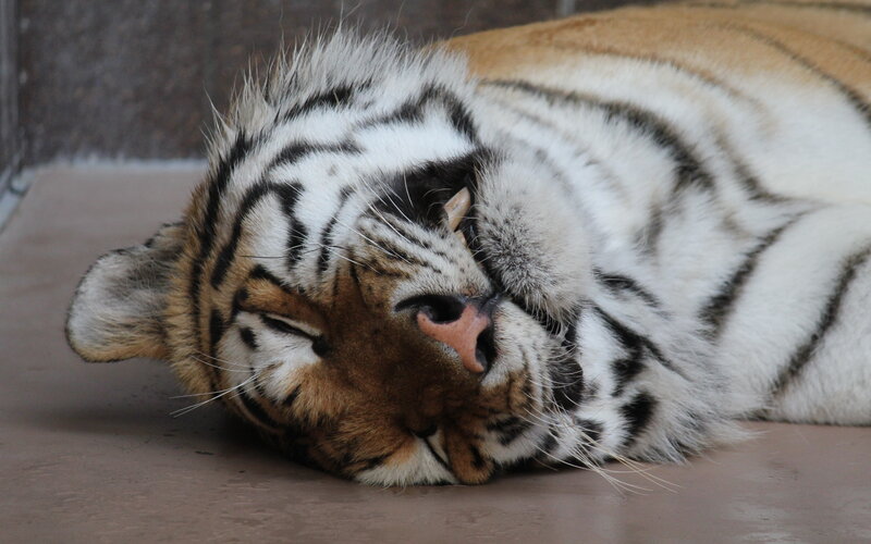 Tiger sleeping peacefully