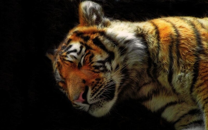 tiger sleeping peacefully