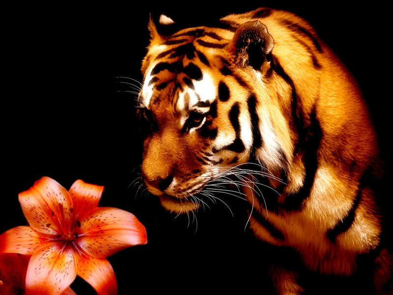 Tiger Sniffing Lily