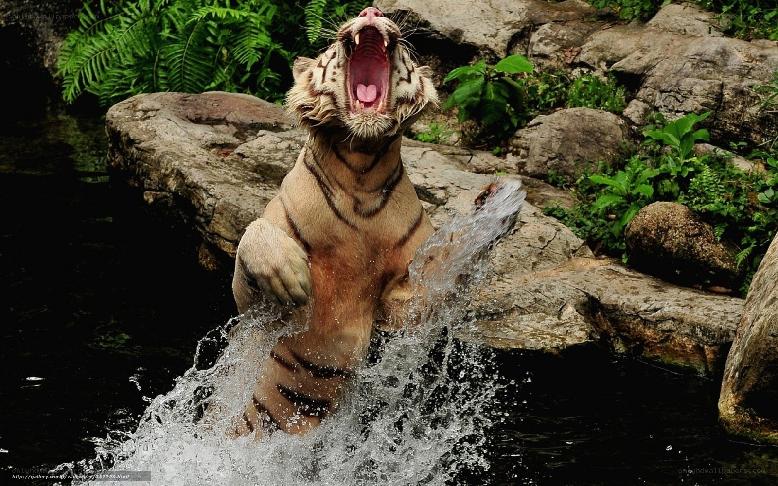 tiger splashing in water